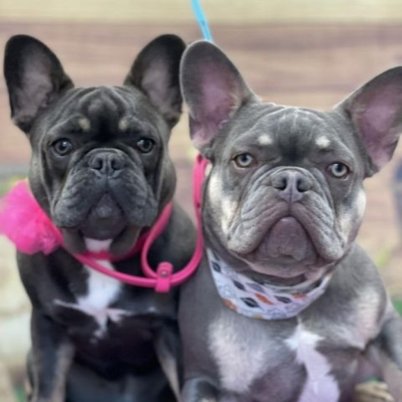 Meet your Posher, Michelle - Picture 1 of 1